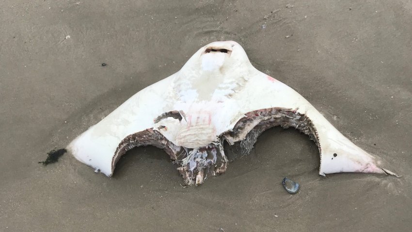 Sea Skate