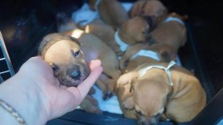 Rescued puppies