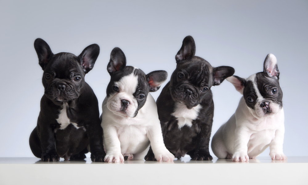 No esencial oído Formación 12 razas de perros ideales para vivir en apartamentos – Telemundo  Washington DC (44)