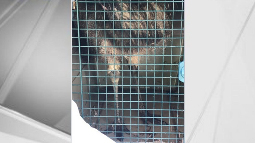 Emu loose in Paterson, New Jersey.