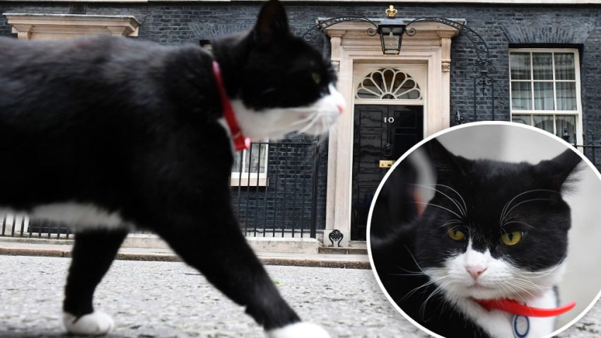Palmerston, el ratonero jefe de la Foreign Office, el servicio diplomático británico.