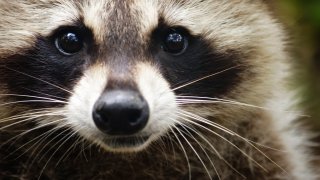 Close up of a raccoon's face