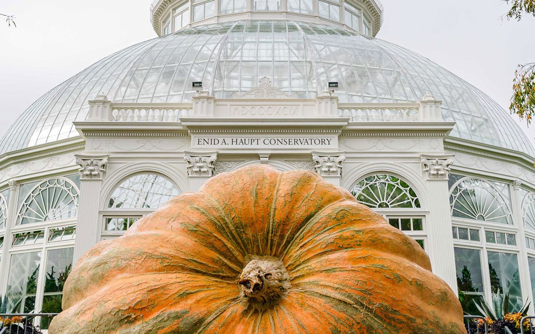 Giant pumpkins, some 2,000 pounds, to arrive at the New York Botanical Garden – Telemundo New York (47)