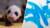 Zoológico Nacional revela sexo de cachorro panda