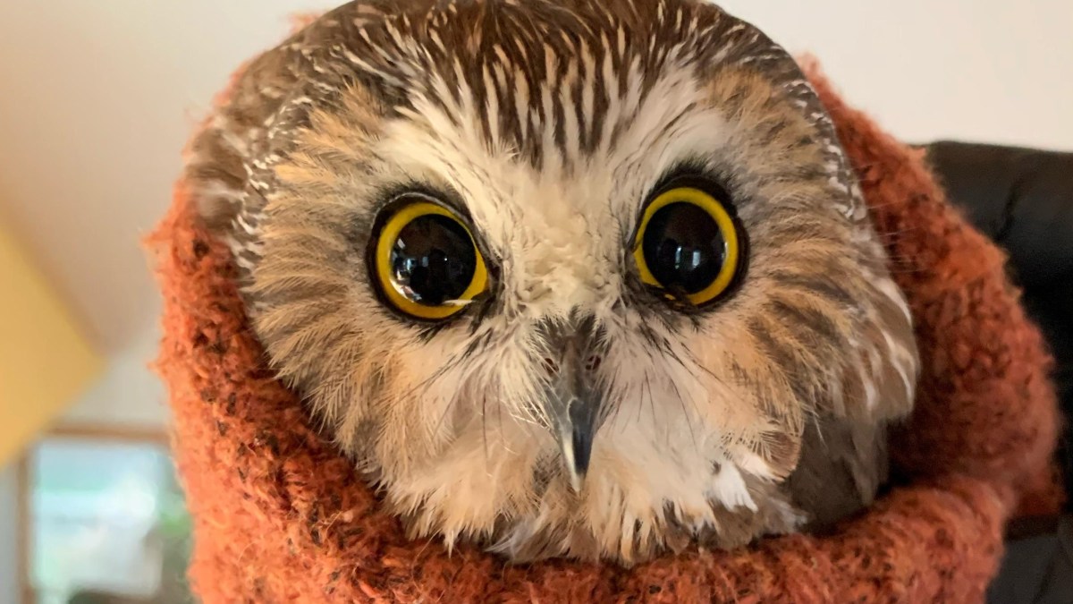 The little owl found in the Rockefeller Center tree would soon return to nature – Telemundo New York (47)