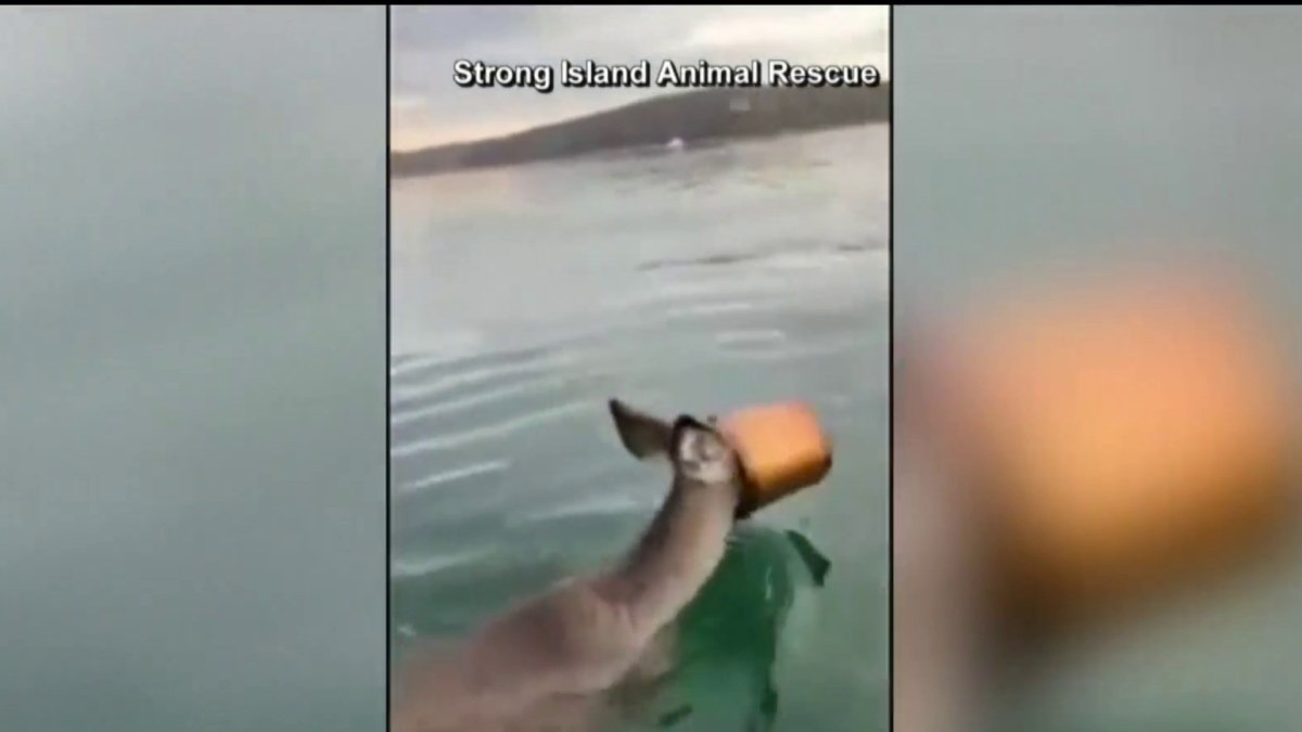 Curious deer ends up in the water after being trapped in a paint can – Telemundo New York (47)