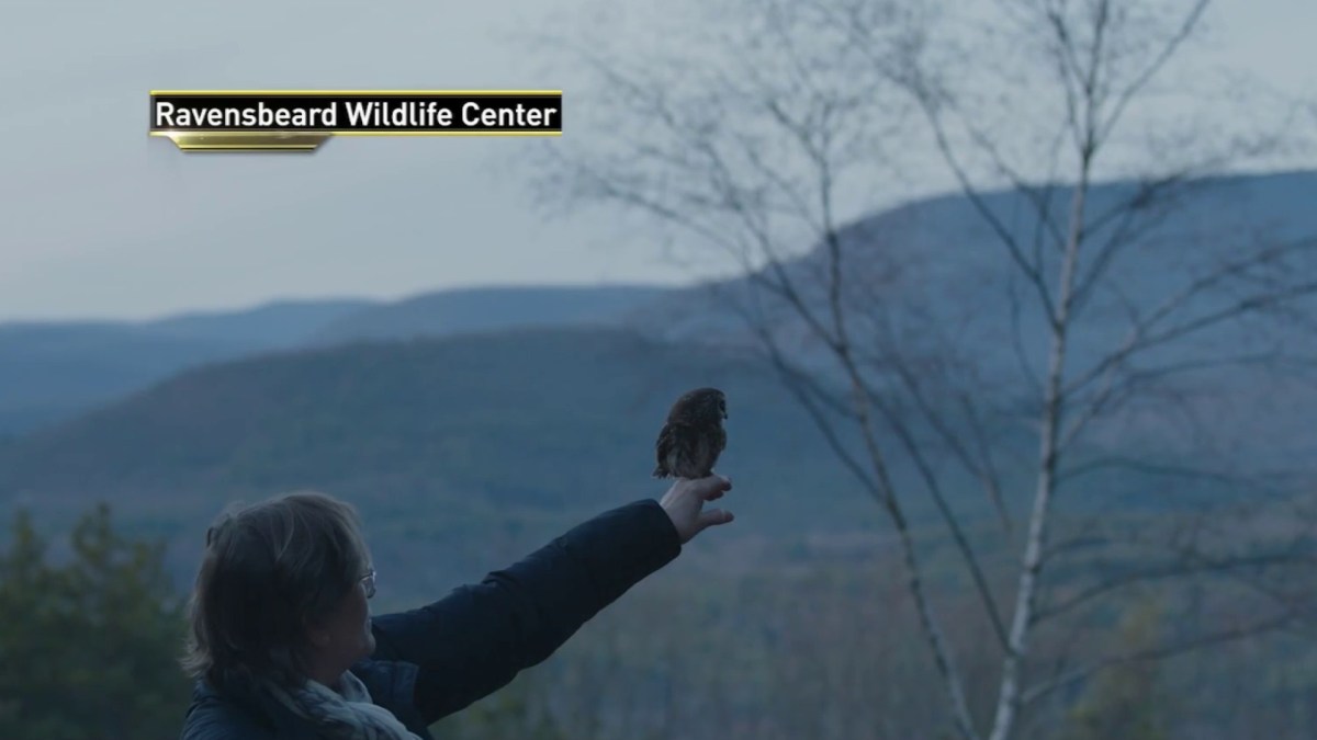 The little owl found in the Rockefeller Christmas tree returns to the wild – Telemundo New York (47)