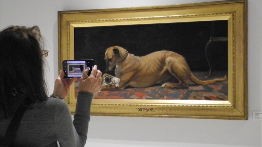 Museo De Nyc Ofrece Exhibición De Pinturas De Todos Los Perros Presidenciales Telemundo New York 47