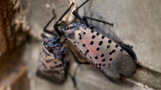 A group of adult Spotted Lanternflies