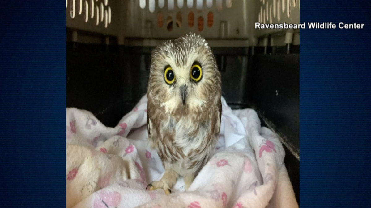 Owl rescued from Rockefeller Center Christmas tree – Telemundo New York (47)