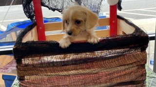 Cute puppy in a basket