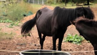 A malnutritioned horse in the case of a Queens man charged with 92 counts of animal cruelty
