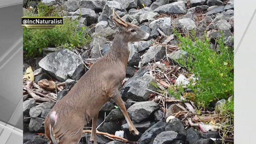 TLMD-venado-IncNaturalist-st