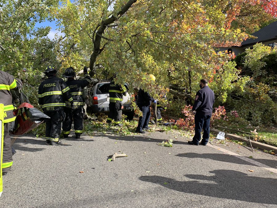 tree on car