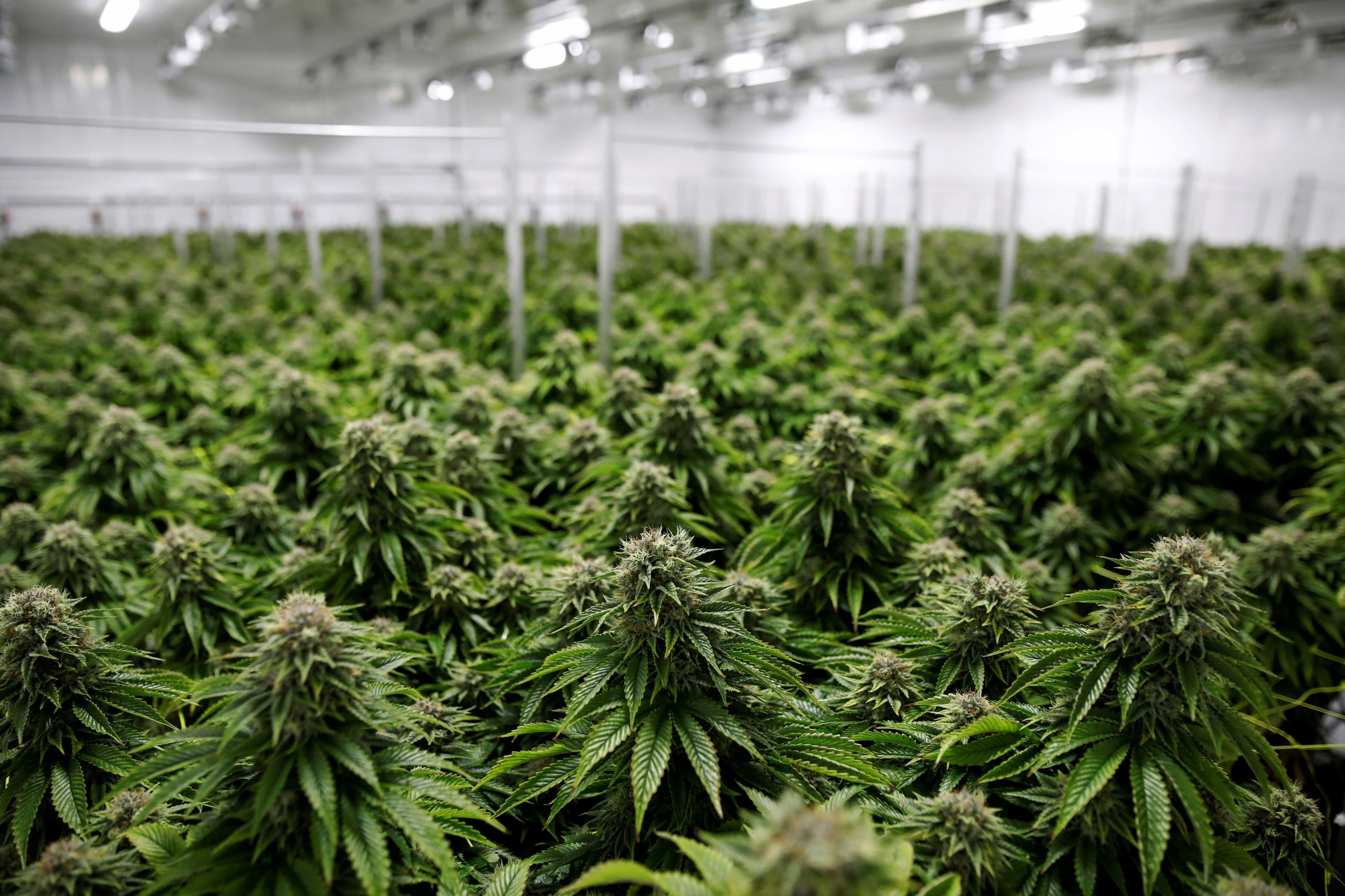 Nueva Jersey ofrece orientación a las personas que buscan empleo en la industria del cannabis - Vimarsana News