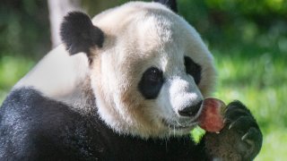 A giant panda eats an apple during snack time at the Smithsonian National Zoo.