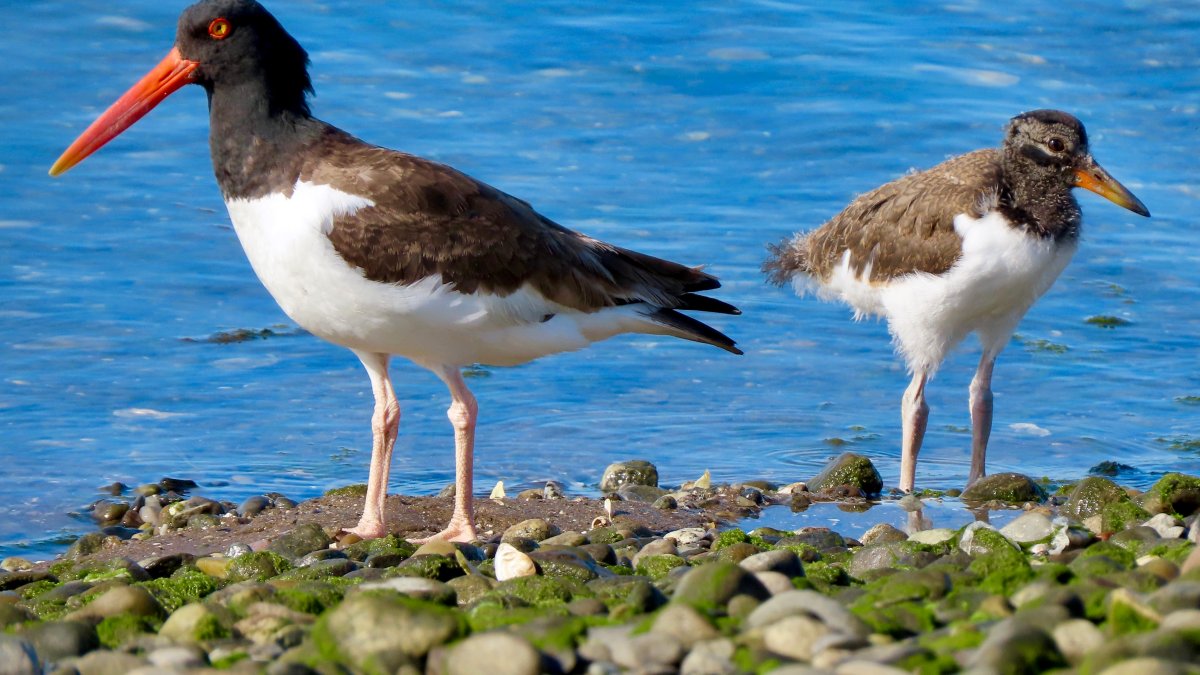 Reward in NY for Those Responsible for Destroying Bird Eggs – NBC4 New York