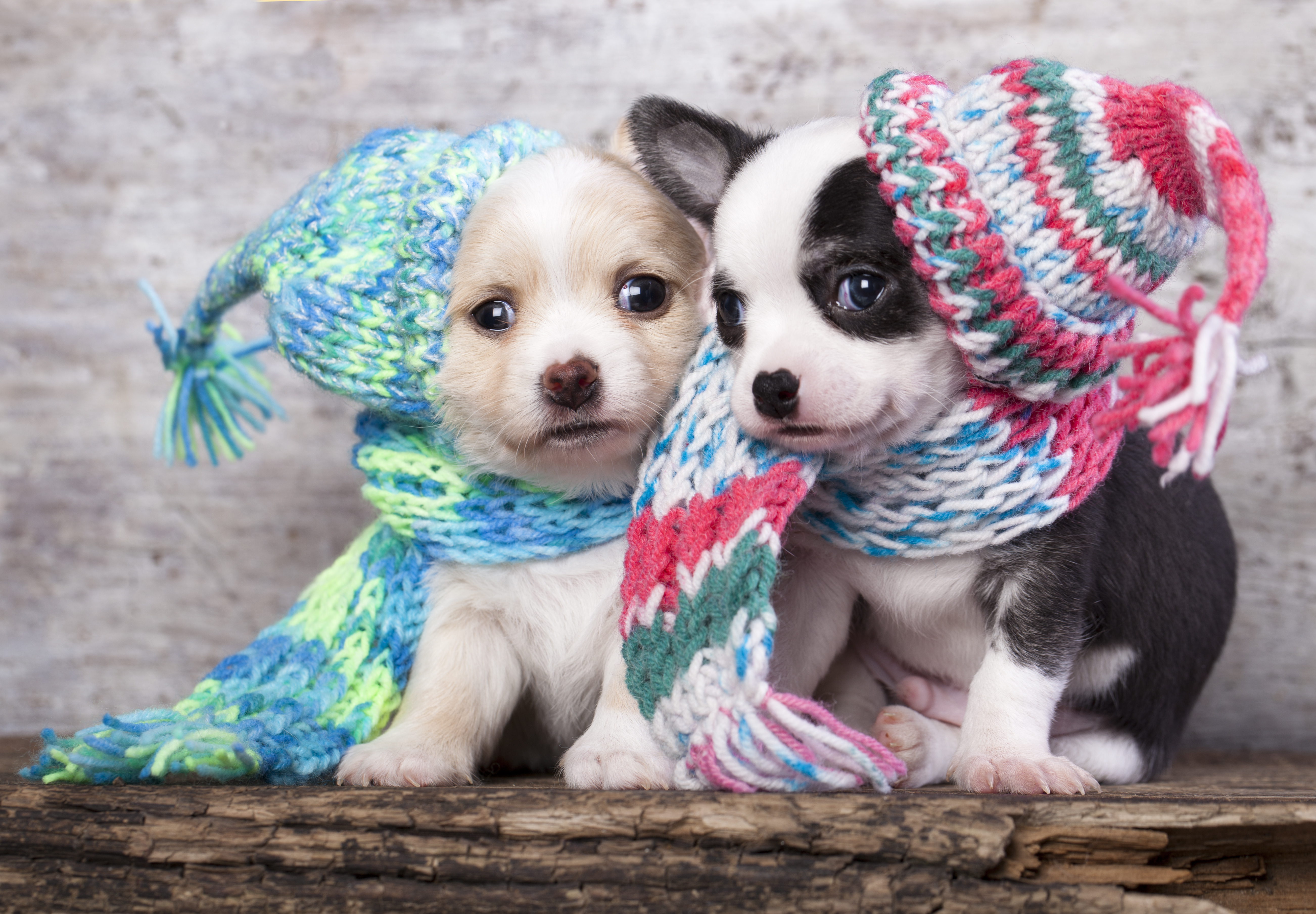 Las mascotas también sufren en las gélidas temperaturas. Ve aquí algunos consejos de cómo protegerlos y evitar que se enfermen.