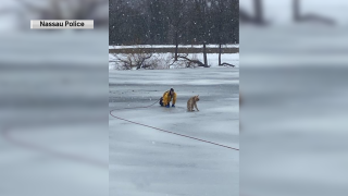 A firefighter rescued a Golden Retriever stranded in a partially frozen pond on Long Island