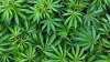 Bajo nueva ley los padres en NJ deben ser informados después de una primera infracción por marihuana de un menor