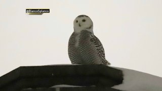 Snowy Owl in Central Park