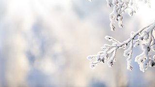 snow on tree branch, file photo