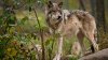 Prueba de ADN confirma que animal asesinado en NY era un lobo: tercero identificado en 25 años