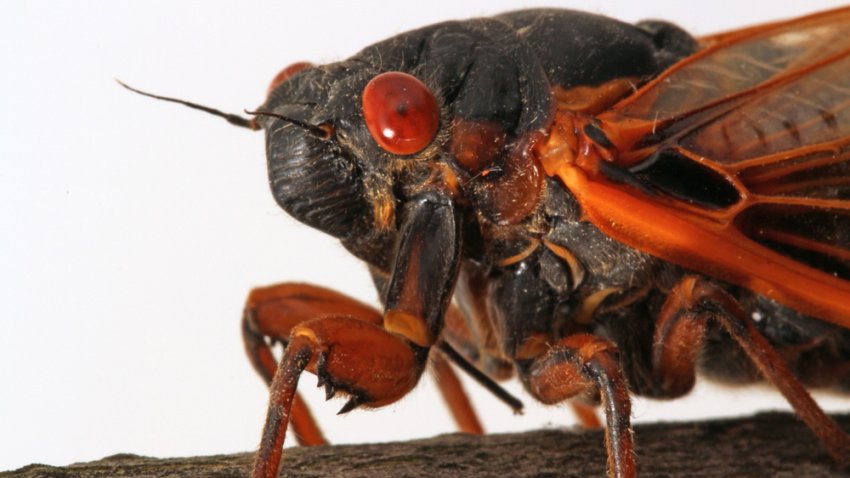 Como zombies ruidosos, millones de cigarras de ojos rojos saldrán del suelo tras 17 años de espera