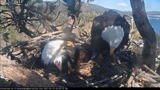 Eagles Jackie and Shadow in their Big Bear nest.