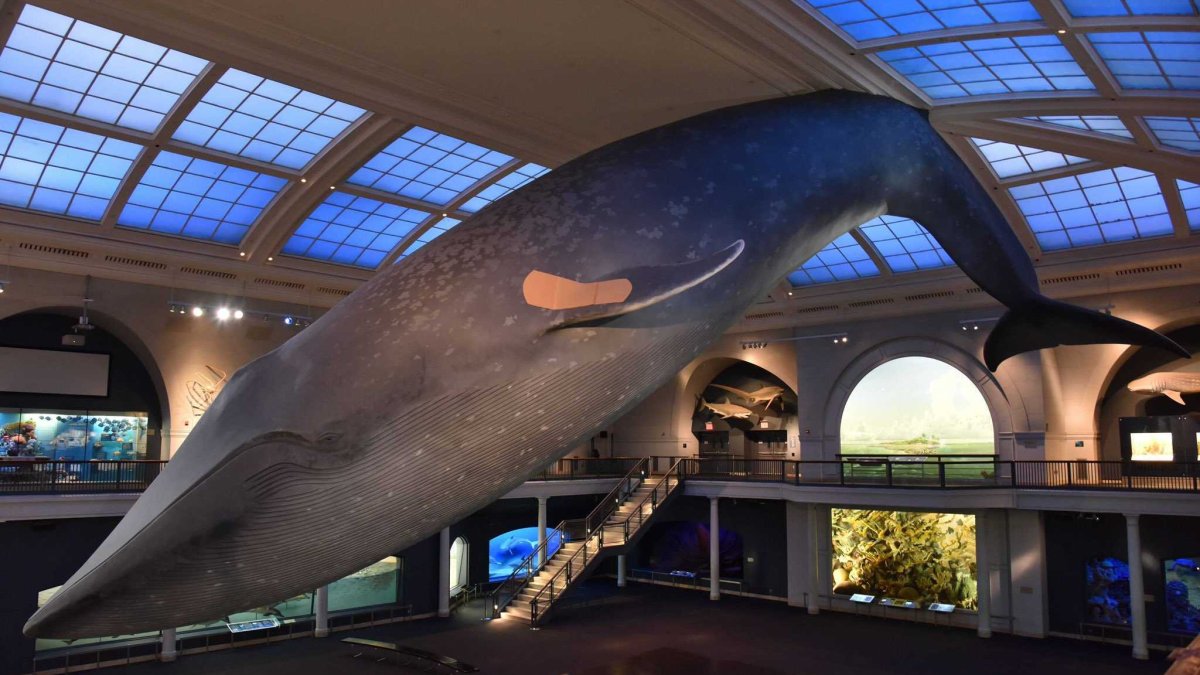 There are only three days left to get vaccinated under the blue whale at the New York City Museum of Natural History – Telemundo New York (47)