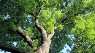 Foto archivo de un árbol