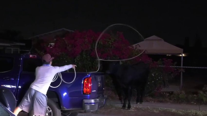 Estampida de vacas ocasiona caos en Pico Rivera