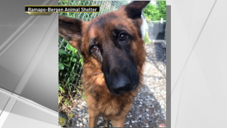 Shelby, a 6-year-old German Shepherd dog found in Closter, was seemingly abandoned last week.