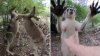 Video: canguros se enfrentan a golpes y luego uno ataca a su cuidadora