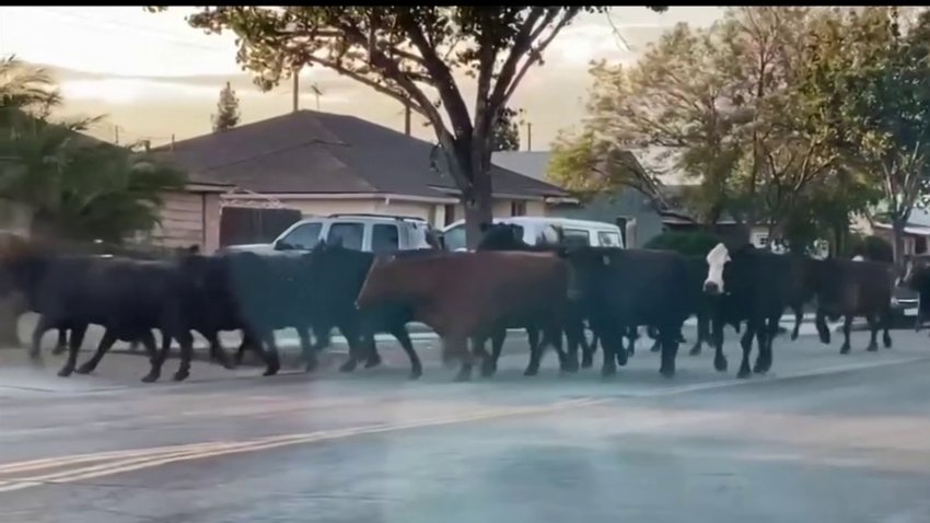 Como película del oeste: vacas toman las calles de Pico Rivera