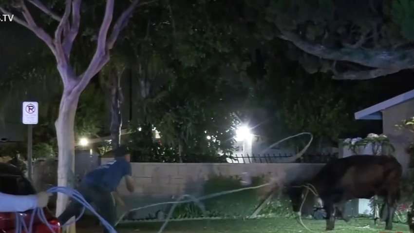 Capturan a la última vaca de manada que escapó de una planta procesadora
