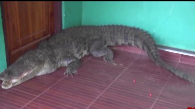 Video de enorme cocodrilo en una casa de Sri Lanka – Telemundo New York (47)