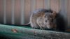 Sueldo de $170,000: NYC busca contratar candidato ideal para luchar contra las ratas