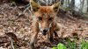 Policía de NJ advierte sobre zorro con rabia que mordió al menos a tres personas