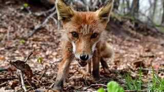 TLMD-fox-nj-new-jersey-GettyImages-1232705043