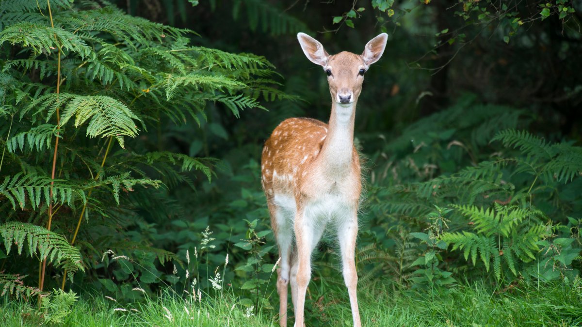 study finds Omicron also infected deer on Staten Island-Telemundo New York (47)