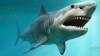 Temporada de tiburones: Especies avistadas en NY/NJ y factores que aumentan el riesgo de ser mordido