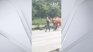 horses on highway
