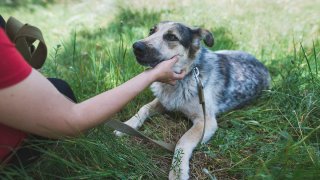 Young woman petting dog from animal shelter