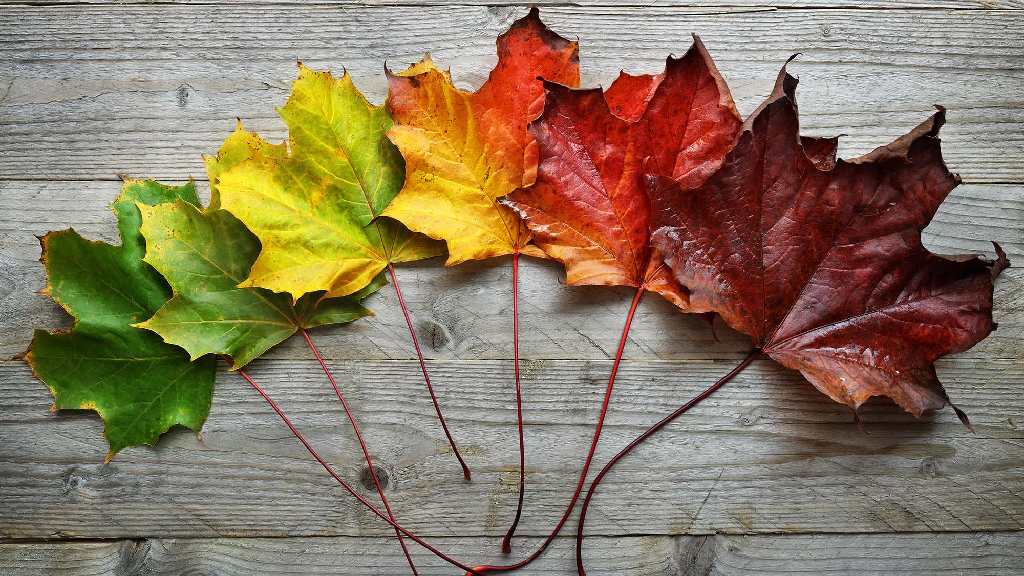 Otoño: por qué las hojas de los árboles cambian de color – Telemundo New  York (47)