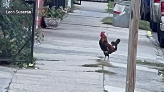 rooster that attacked man