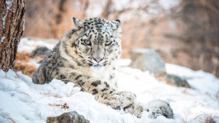 Fotografía de un ejemplar de leopardo de las nieves