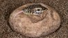 Seis dragones de Komodo, el lagarto viviente más grande del mundo, nacen en el Zoológico del Bronx