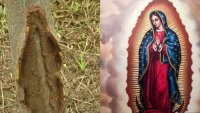 Video: aseguran que la Virgen de Guadalupe se apareció en el tallo de un árbol