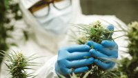Estudio: el cannabis podría tratar y hasta prevenir un contagio de COVID-19